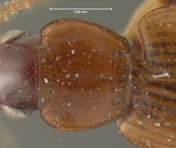 Media type: image;   Entomology 5945 Aspect: pronotum dorsal